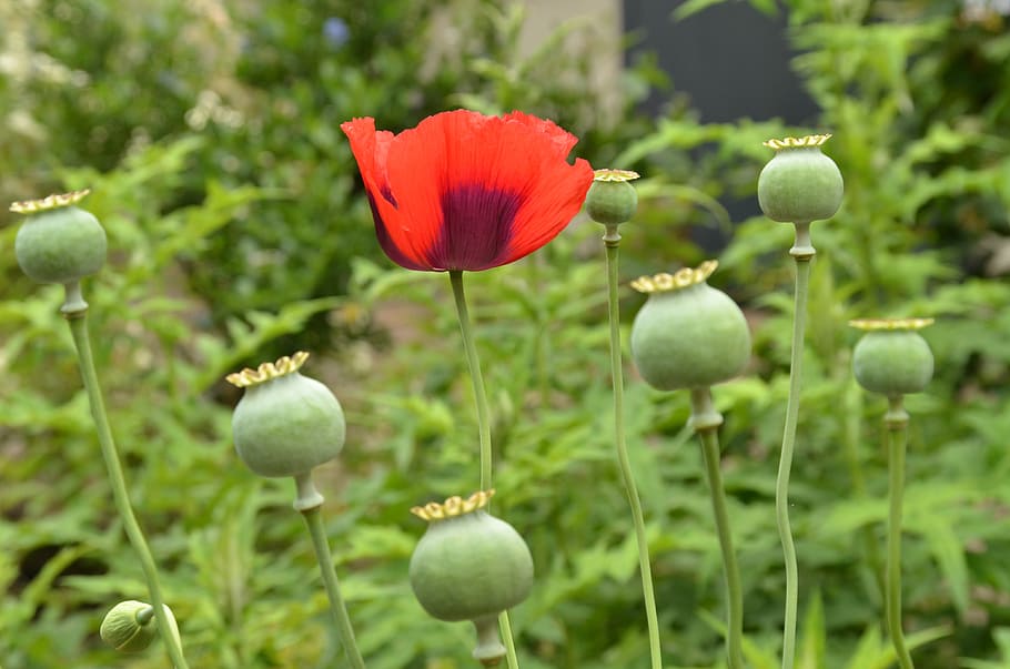 garden, green, poppy, red, seed, seed box, plant, flower, nature, HD wallpaper