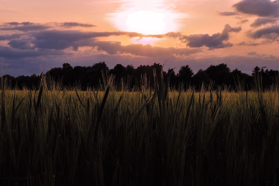 Field, Grain, Sunset, Cereals, agriculture, wheat, sky, ear HD wallpaper