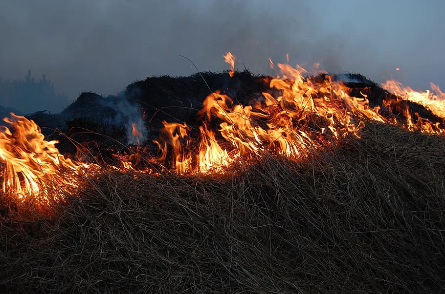 forest fire during night time, flames, hot, light, burn, blaze HD wallpaper