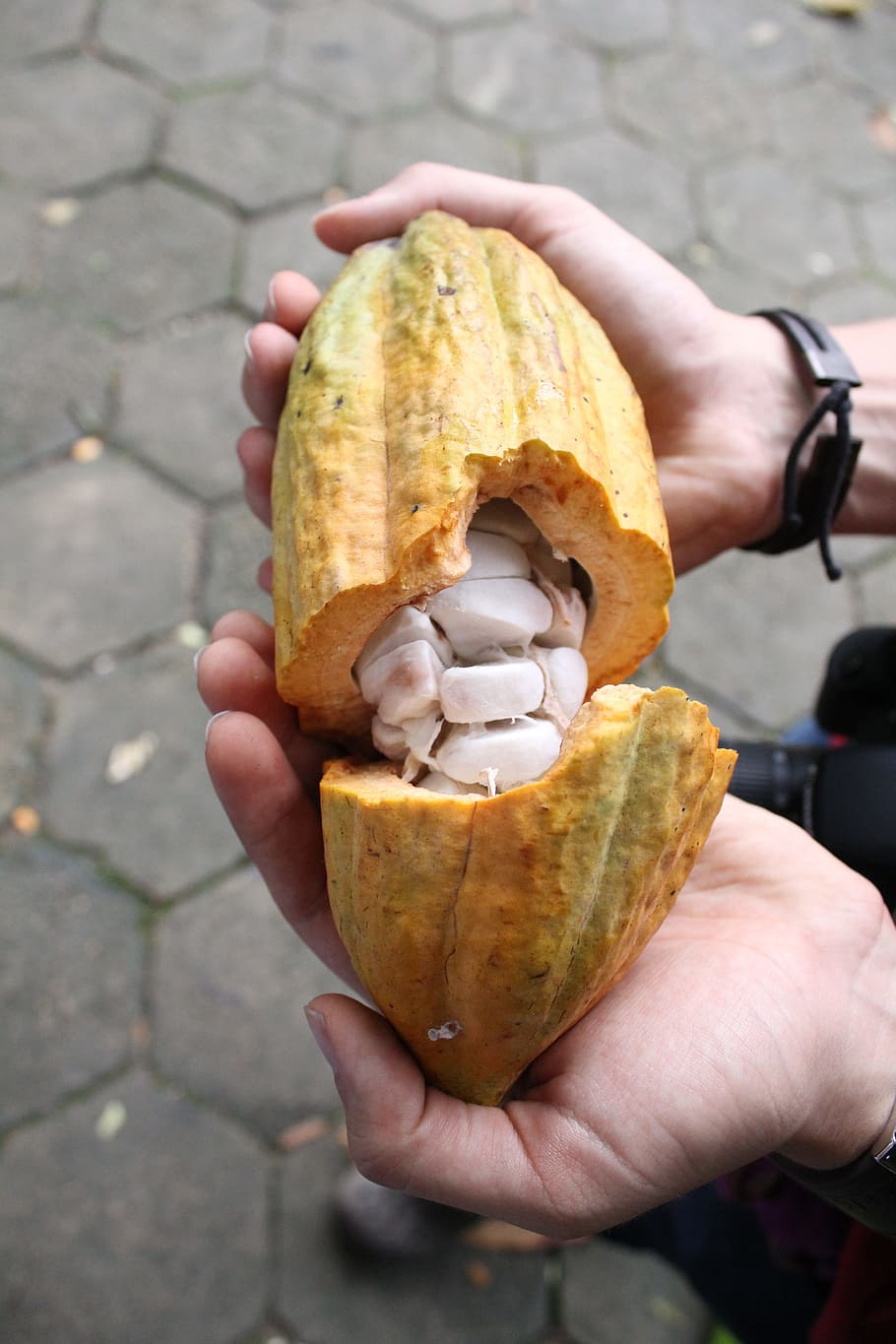 cocoa, nature, chocolate, holding, human hand, human body part HD wallpaper