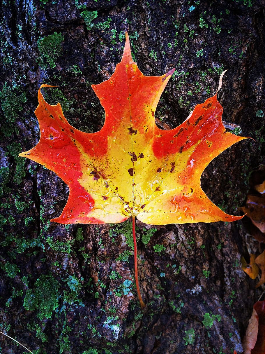 fall, nature, leaf, red, orange, bark, wet, bright, color, outdoors HD wallpaper