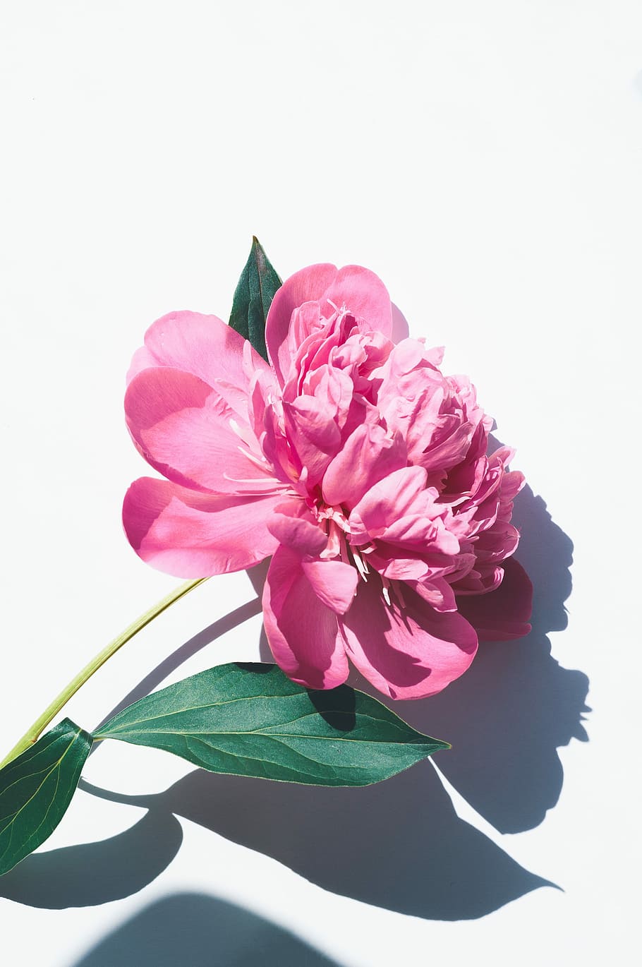 photo of pink petaled flowers, pink rose, minimal, shadow, white HD wallpaper