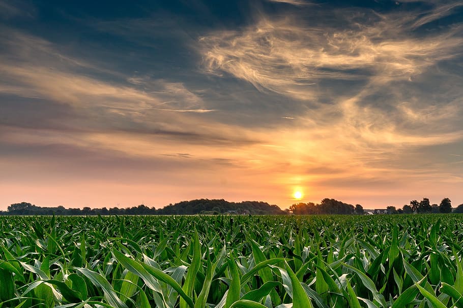 sunrise, cornfield, nature, sky, landscape, morning, mood, sunlight HD wallpaper