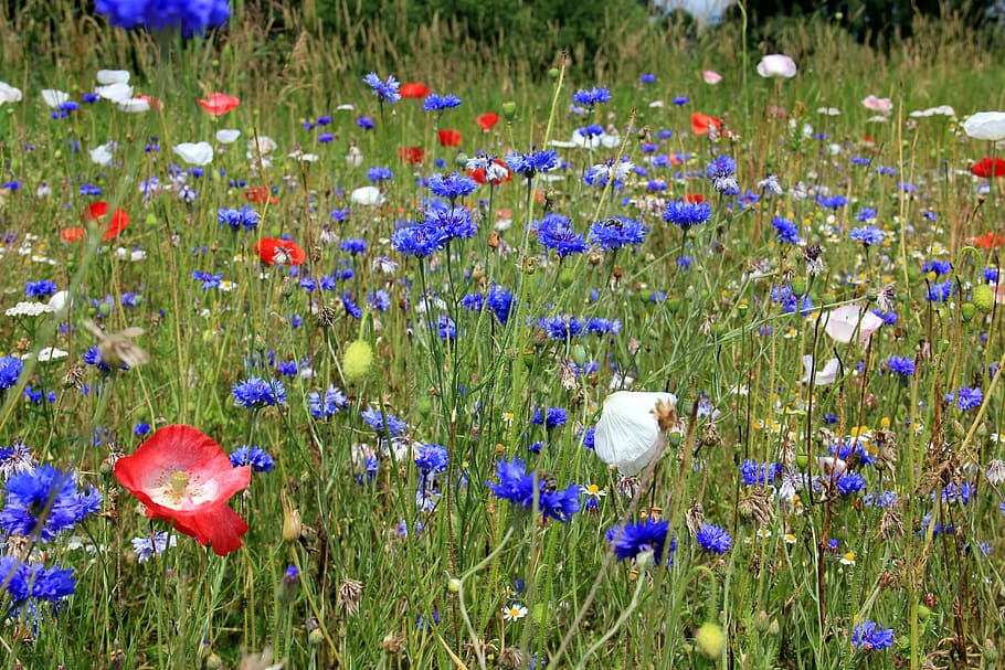 blue cornflowers and pink poppies in bloom at daytime, meadow HD wallpaper