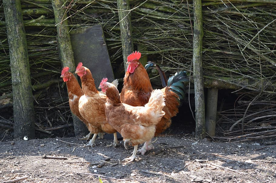 rooster, chicken, chickens, poultry, farm, nature, livestock HD wallpaper