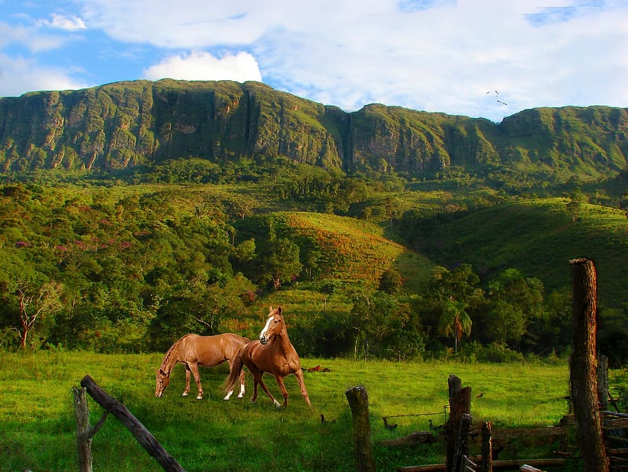 mountains, serra, vegetation, trees, pasture, horses, animals HD wallpaper