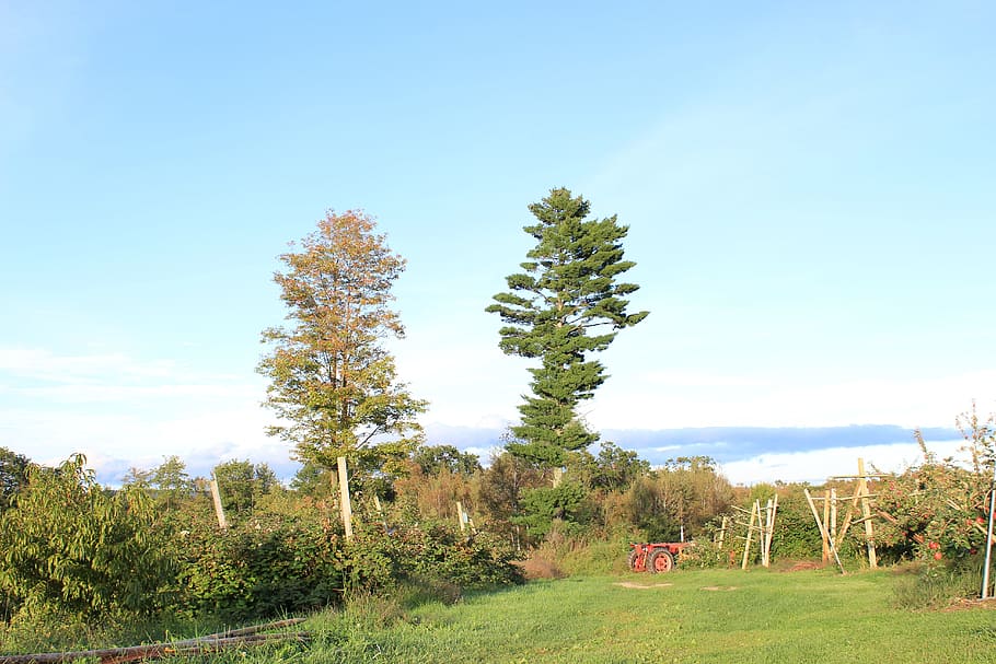 trees, landscape, farm, horizon, fall, plant, sky, nature, growth HD wallpaper
