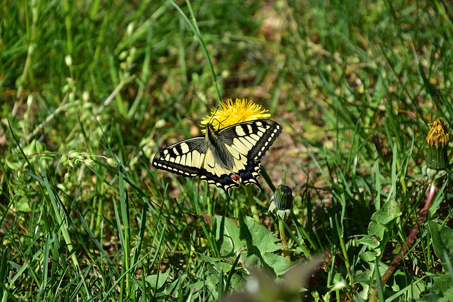 swallowtail, butterfly, nature, animal wildlife, invertebrate HD wallpaper