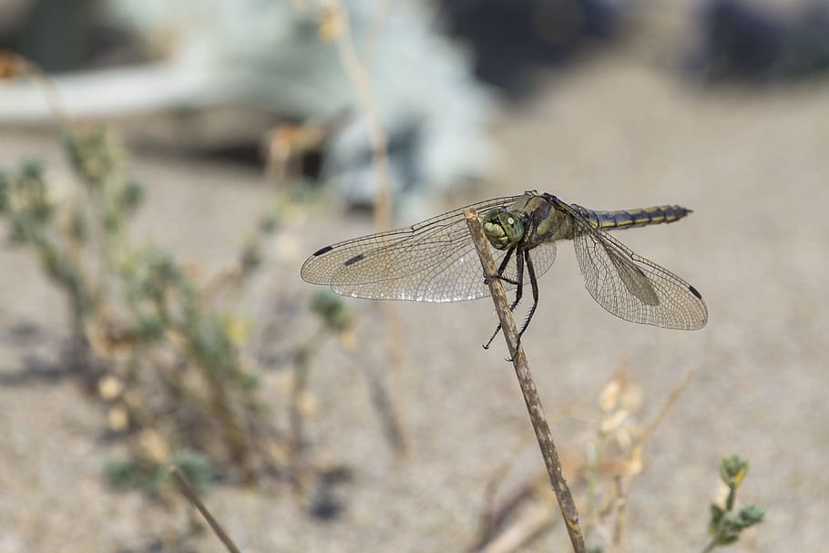 Dragonfly, Insect, Wing, Flight, flight insect, animal themes HD wallpaper
