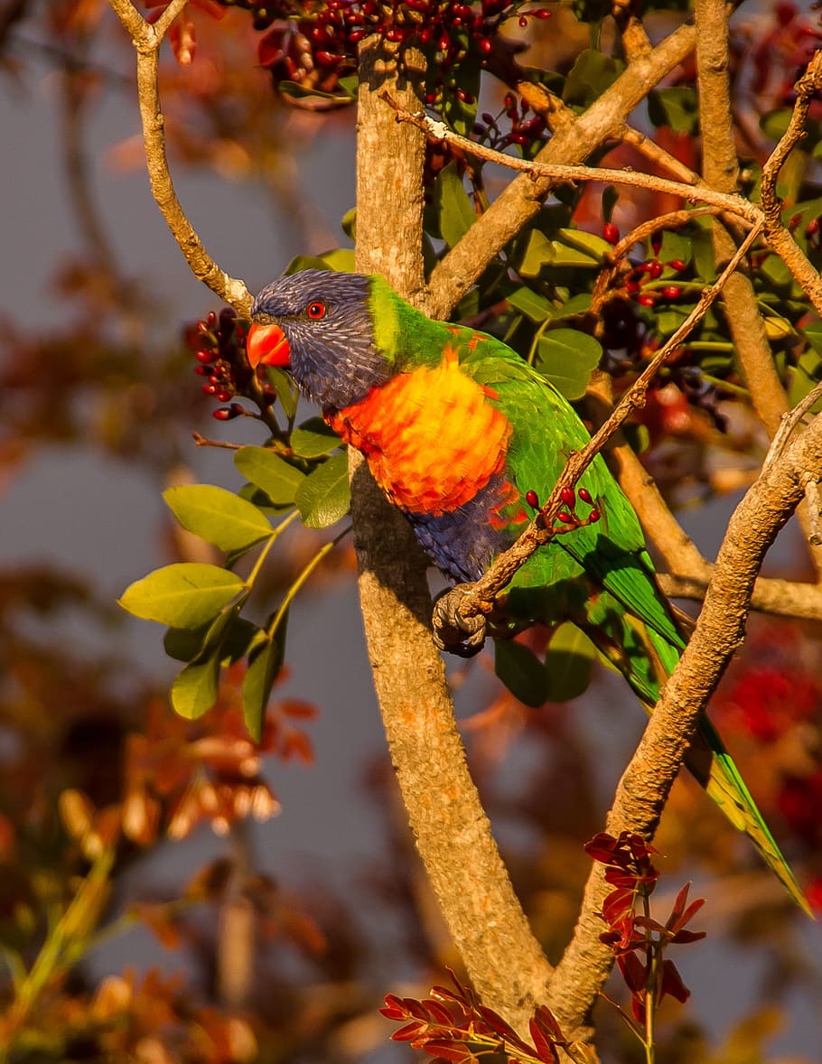 rainbow lorikeet, parrot, colourful, bird, australian, wild HD wallpaper