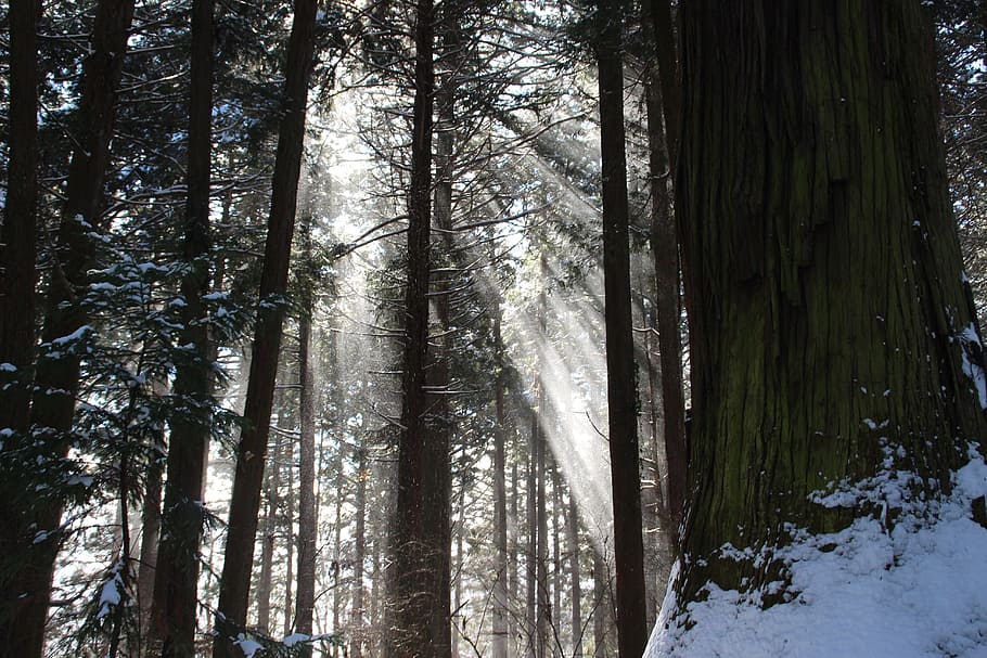 Sunshine, Tree, Forest, Nature, landscape, natural, winter HD wallpaper