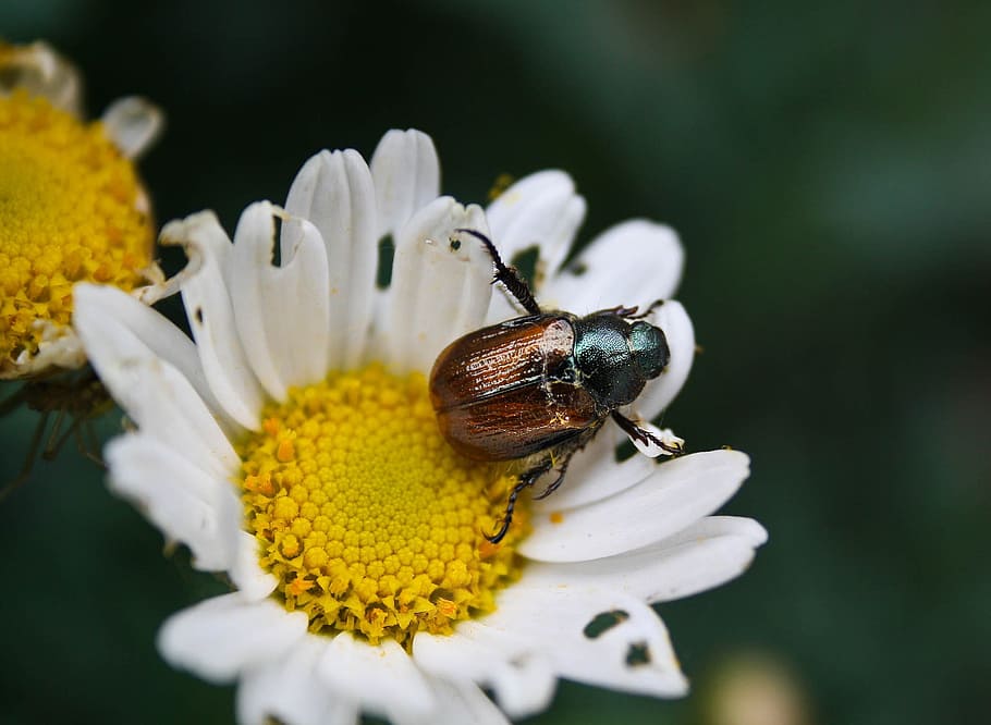 brown and black bug on white petal flower, maikäfer, beetle HD wallpaper