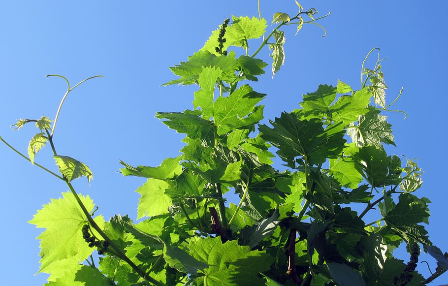 grape, foliage, plant, leaf, plant part, food and drink, sky HD wallpaper