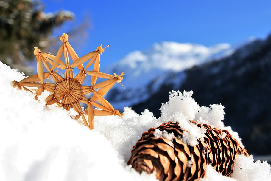 shallow focus photography of pine cone on snow during daytime HD wallpaper
