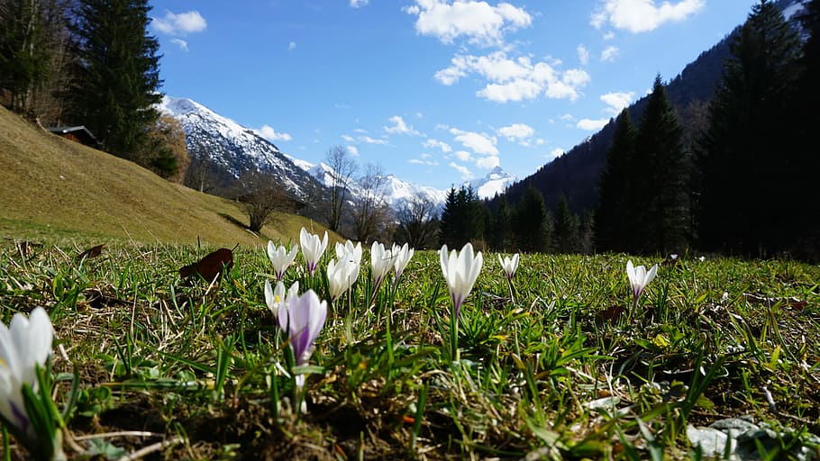 Mountains, Flowers, Spring, Alpine, meadow, nature, landscape HD wallpaper