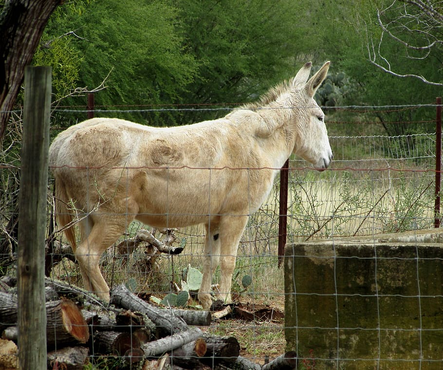 mule, donkey, animal, old, white, nature, mammal, animal themes HD wallpaper