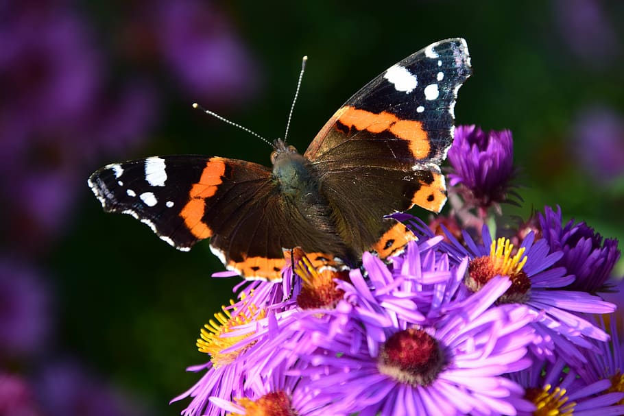 selective focus photography of red admiral butterfly perched on purple flower HD wallpaper