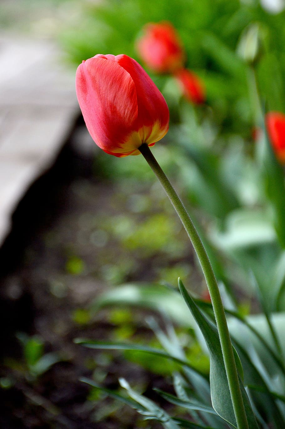 may, spring, tulip, flower, bloom, plant, flowering plant, beauty in nature HD wallpaper