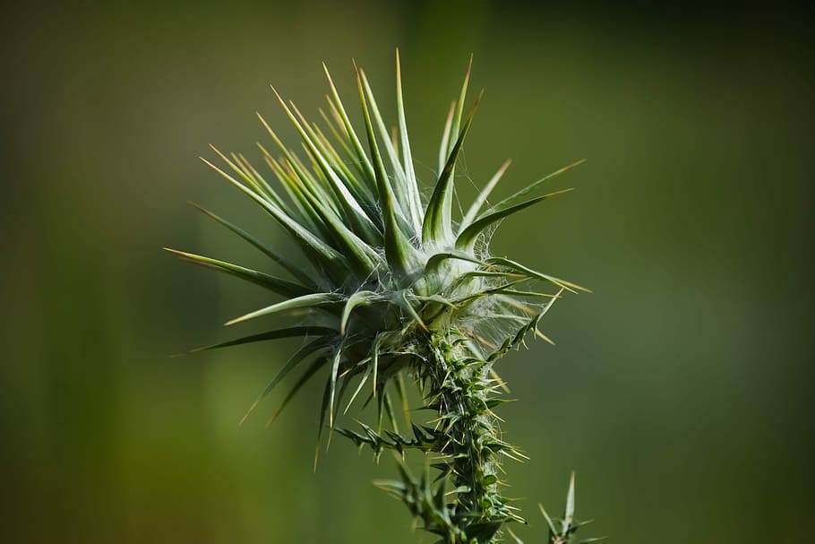 thistle, thorns, nature, flora, spring, green, plant, green color HD wallpaper