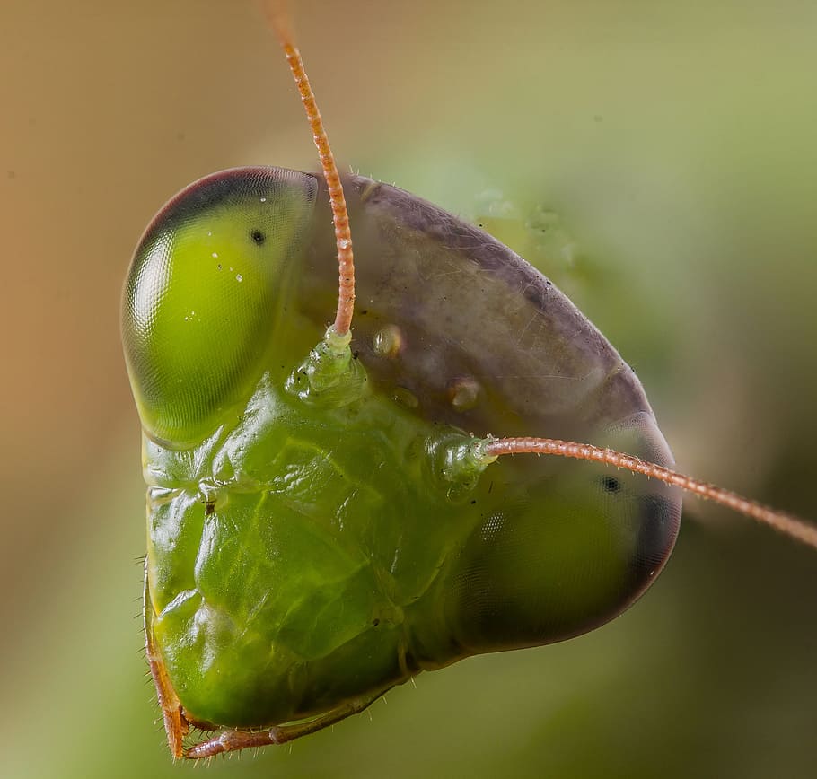 close up of green insect, praying mantis, animal, nature, predator HD wallpaper