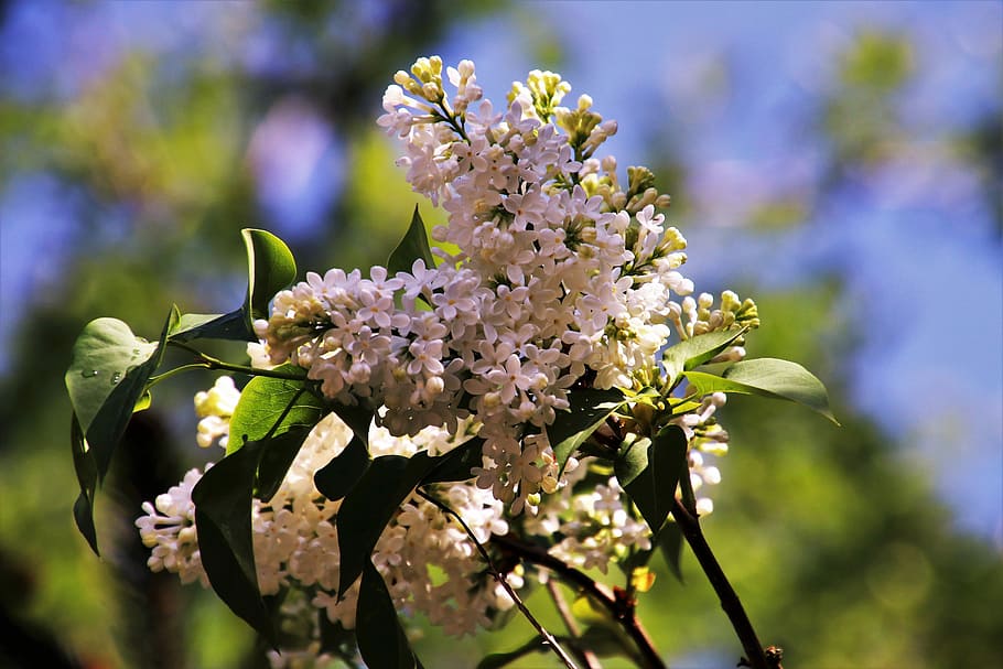 without, flower, tree, plant, nature, branch, at the court of HD wallpaper
