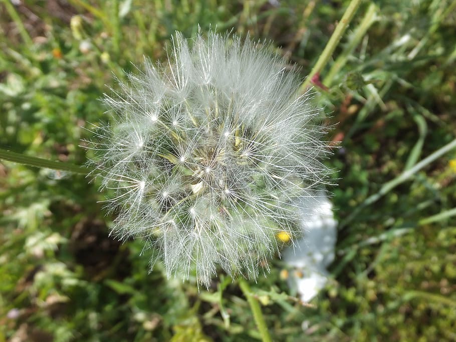 dandelion, plant, light, white, bow, fragility, vulnerability HD wallpaper