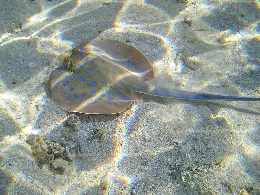blue spotted stingrays, water, egypt, sea, fish, underwater HD wallpaper
