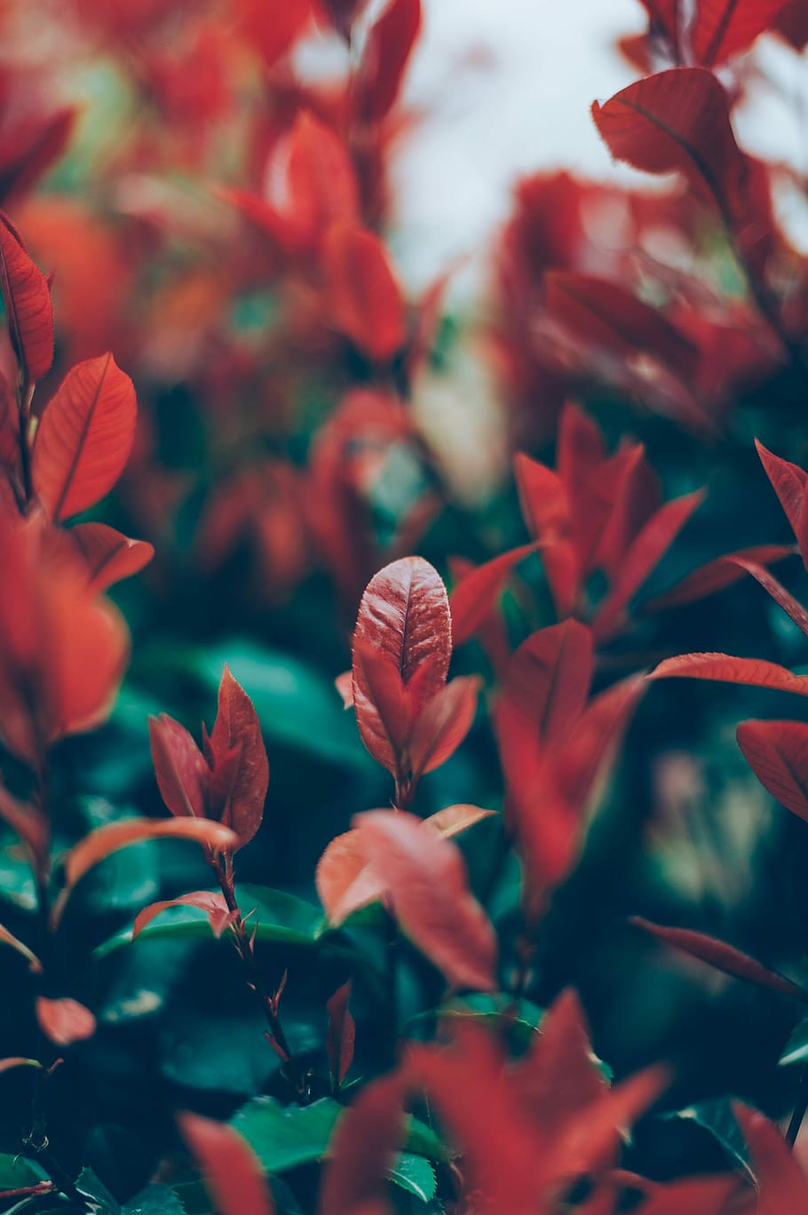 selective focus photography of red leafed plant, red leaf plants HD wallpaper