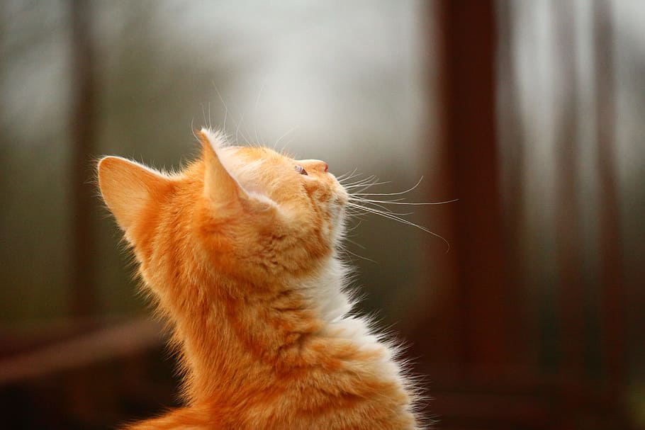 orange tabby kitten looking up, Mackerel Tabby, Red Cat, red mackerel tabby HD wallpaper