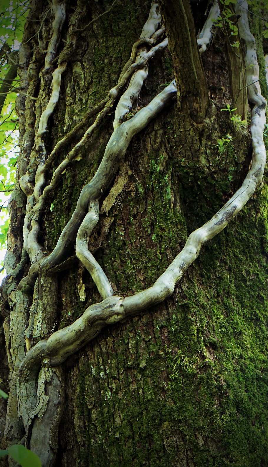 creeper, climber, log, tree, liane, bark, tree trunk, plant, HD wallpaper