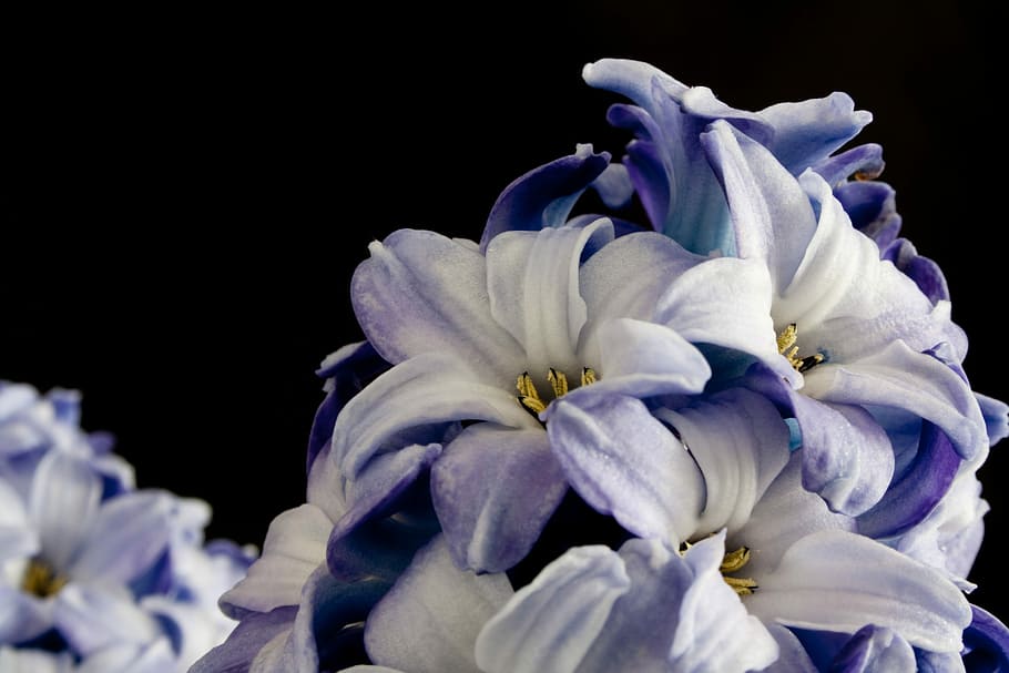 Flower, Purple, Close, Macro, Nature, violet, purple flower HD wallpaper