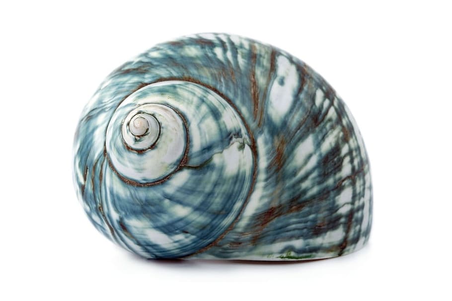 photo of white and green shell, seashell, animal, biology, garden, HD wallpaper
