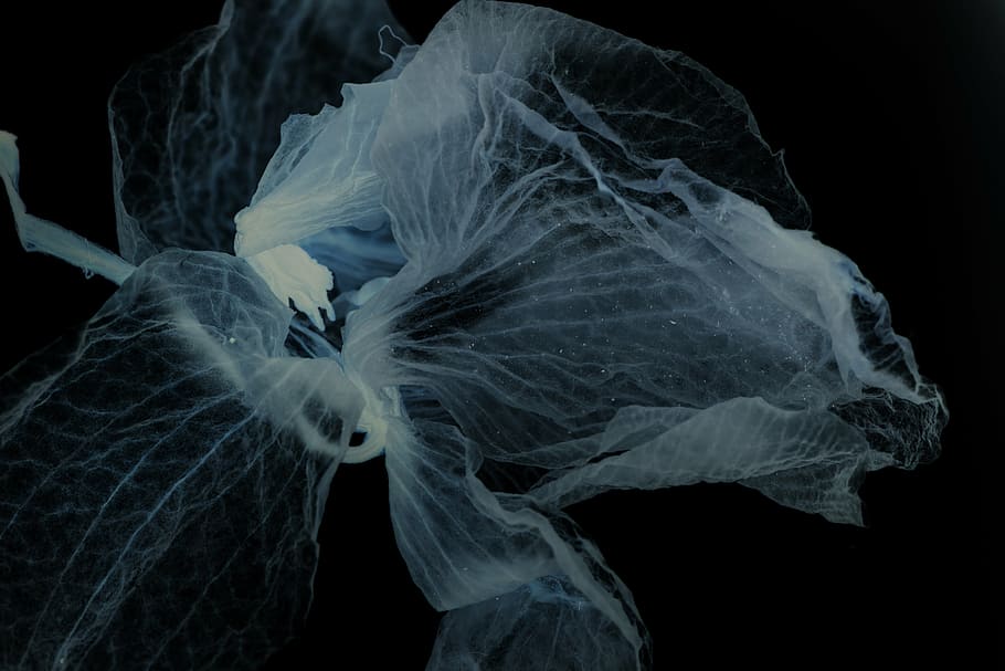 flower, petal, negative, black background, studio shot, no people HD wallpaper