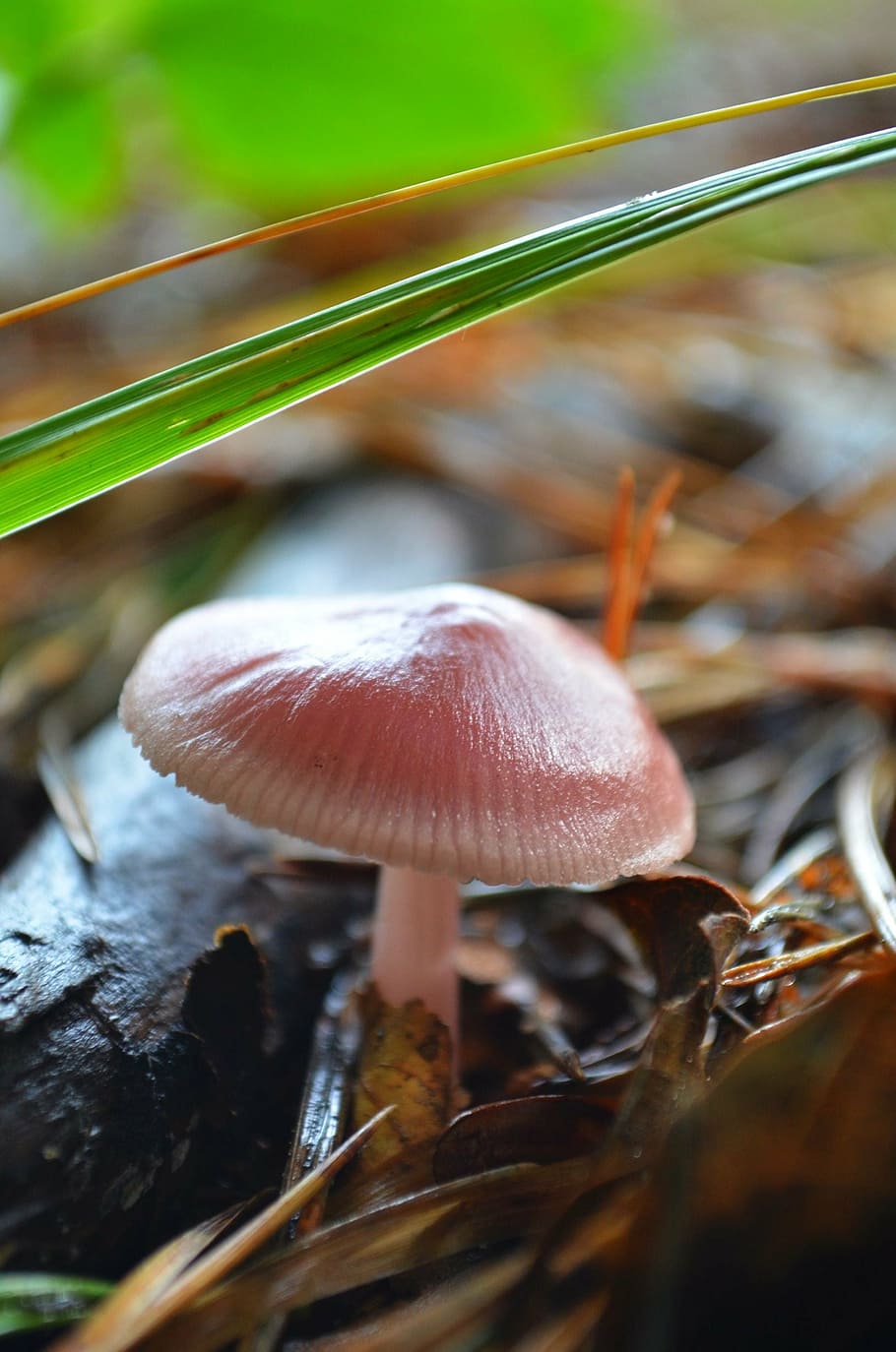 fungus, forest, forest mushrooms, nature, autumn, close-up HD wallpaper
