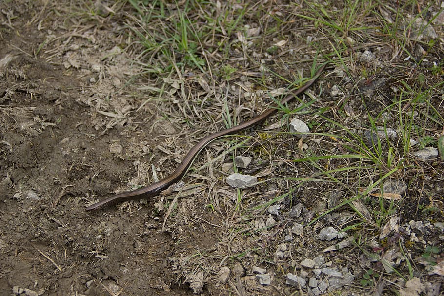 snake, slow worm, natrix, lizard, nature, crawl, animal wildlife HD wallpaper
