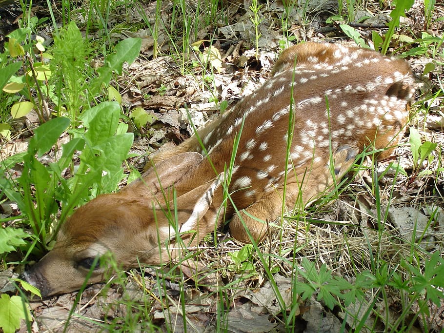 fawn, deer, small, wildlife, forest, nature, outside, macro HD wallpaper