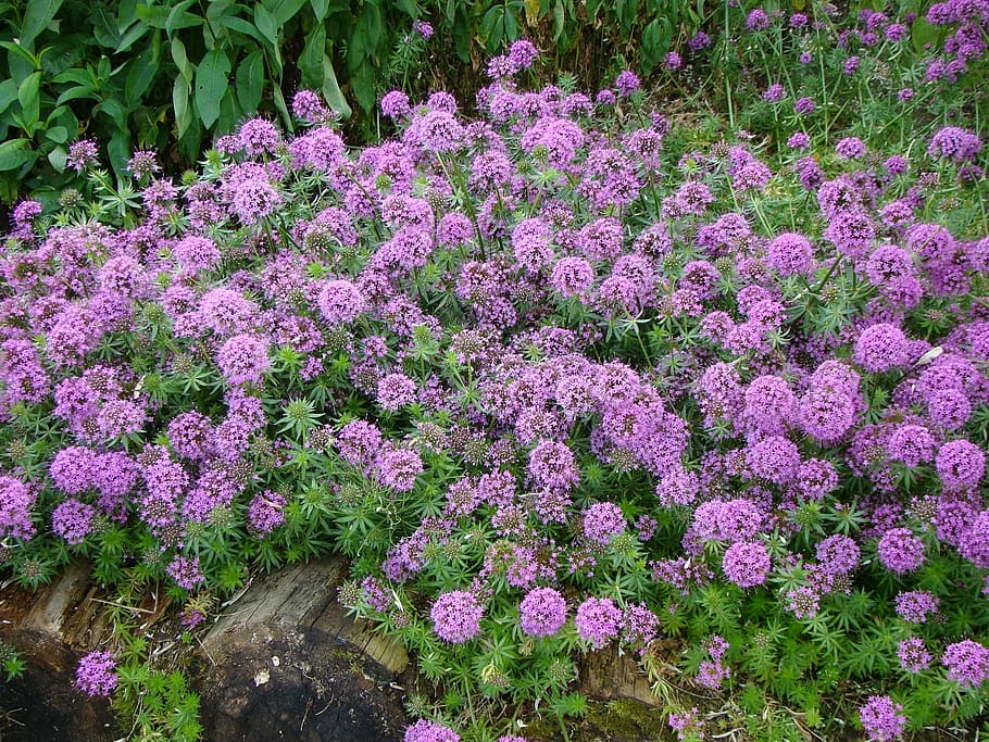 rose bedstraw, flower, pink, plant, flowering plant, freshness HD wallpaper