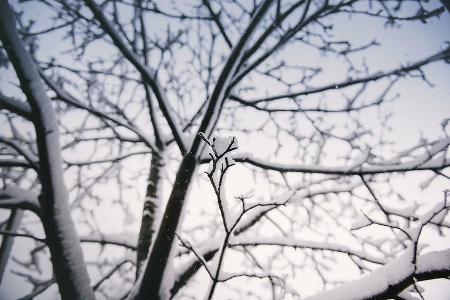 bare tree with snow photography, black, wooden, cover, white HD wallpaper