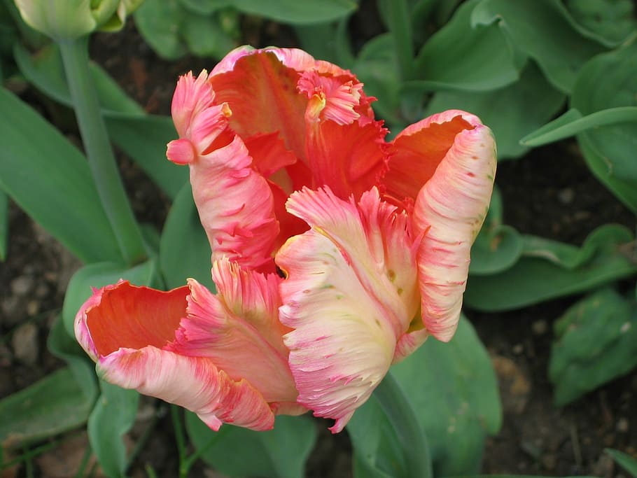 Pink, Tulip, Easter, pink tulip, rolle park, flower, petal HD wallpaper