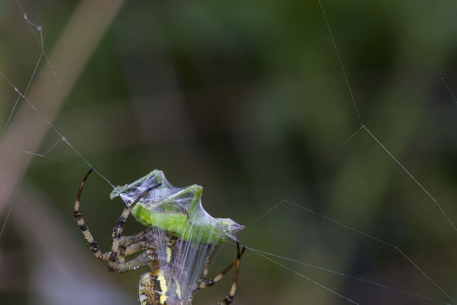 grasshopper, in the network, caught, cobweb, prey, invertebrate HD wallpaper