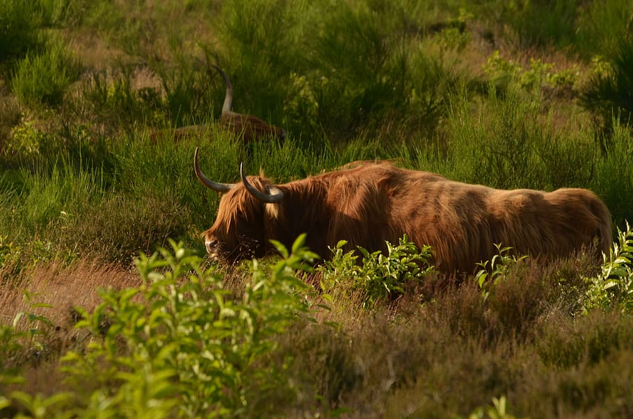 cow, beef, scottish, highlander, heide, browser, mammal, nature HD wallpaper