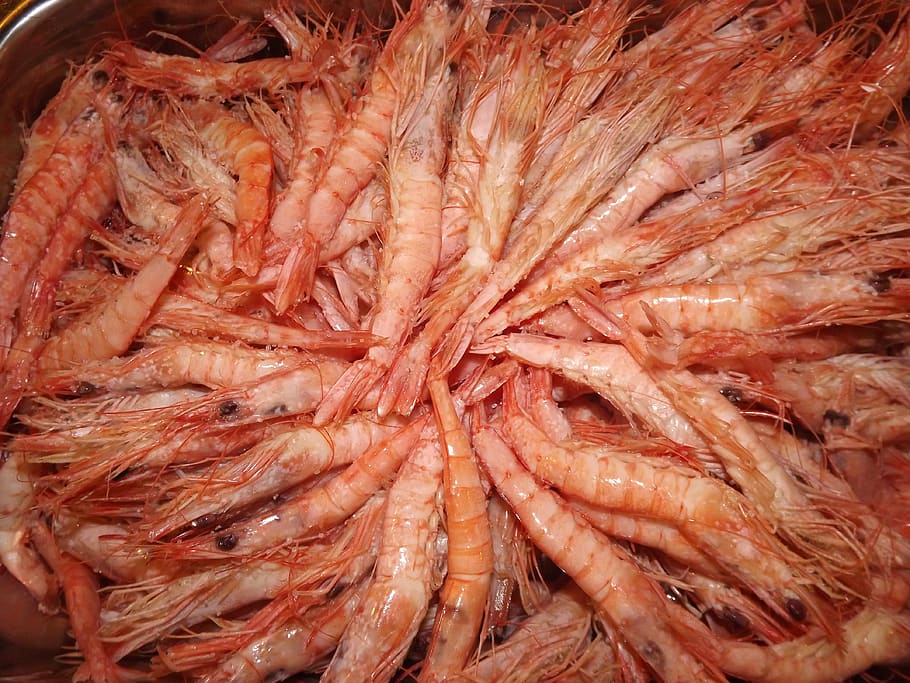 prawns, seafood, roe, food and drink, freshness, wellbeing HD wallpaper