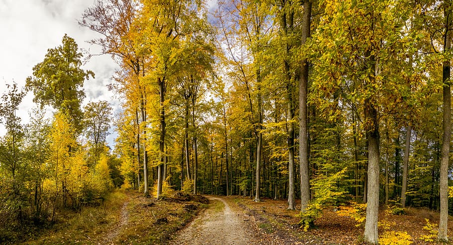 pathway surrounded by trees, Forest Road, autumn, tricity landscape park, HD wallpaper