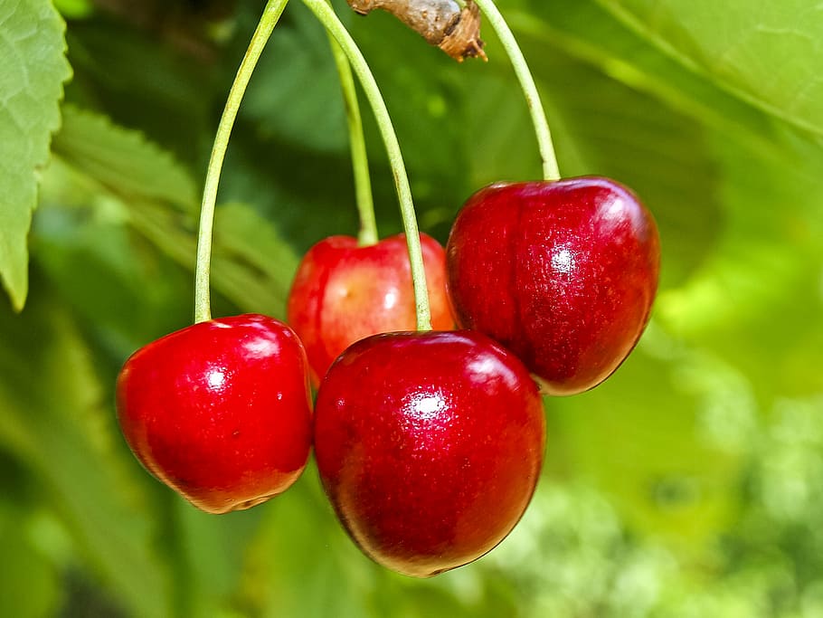 selective focus photography of four cherries, cherry, fruit HD wallpaper