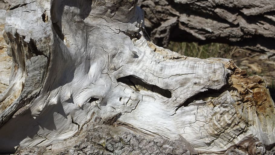Wood, Weathered, Old, extinct, fossil, dinosaur, ancient, no people HD wallpaper