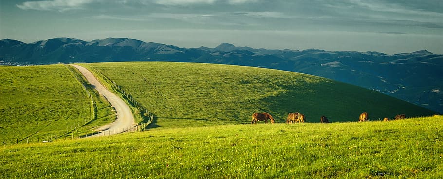 green grass field with herd of cattle under blue sky, umbria, HD wallpaper