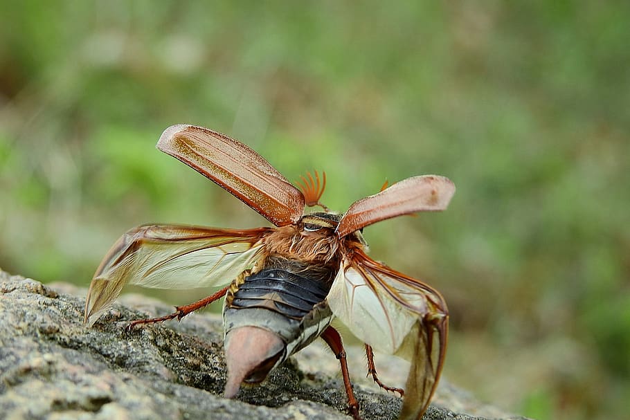 maybug, flight, insect, wings, figure, invertebrate, animal wildlife HD wallpaper