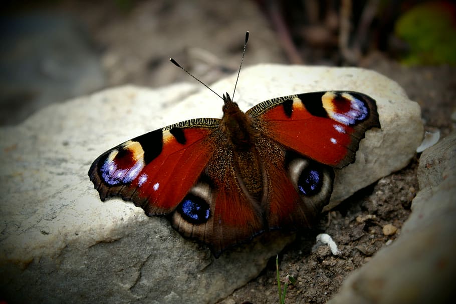 Butterfly, Wings, Macro, one animal, animal themes, animals in the wild HD wallpaper
