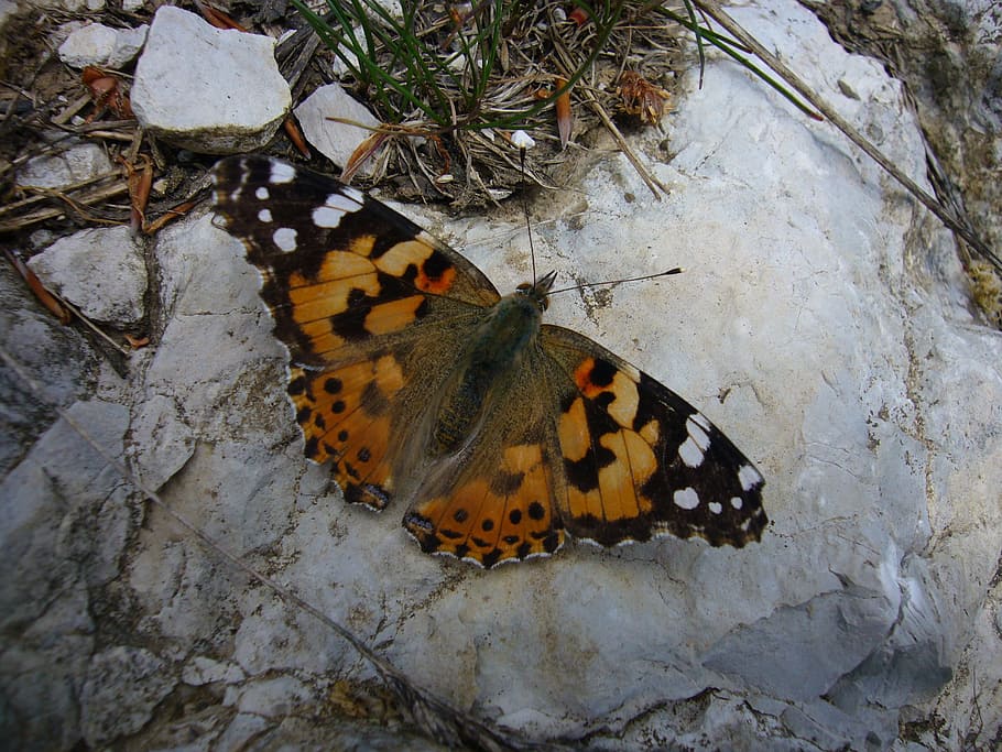 Butterfly, Painted Lady, one animal, insect, animal themes HD wallpaper