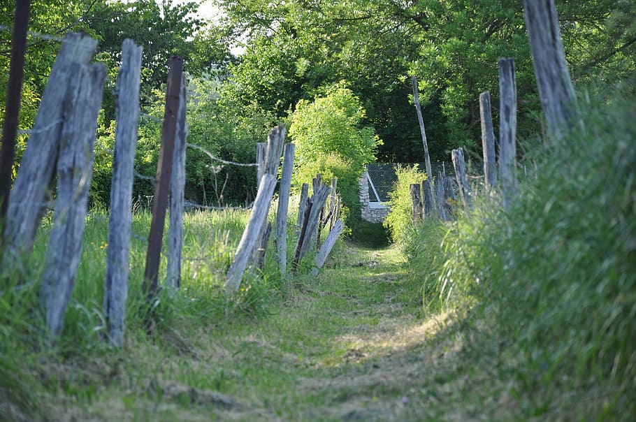 path, country, fields, nature, wild flower, fleurs des champs HD wallpaper